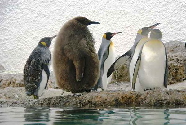 Königspinguine 3