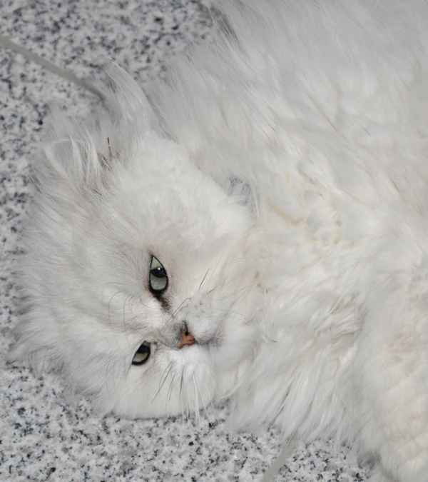 Angora-Katze