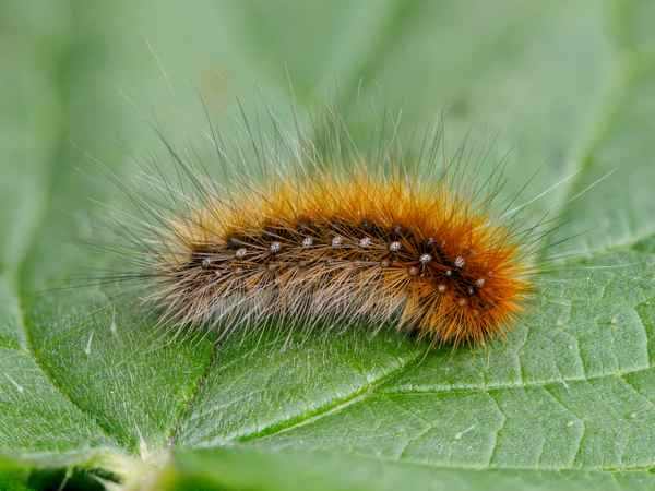 Brauner Bär - Raupe-2