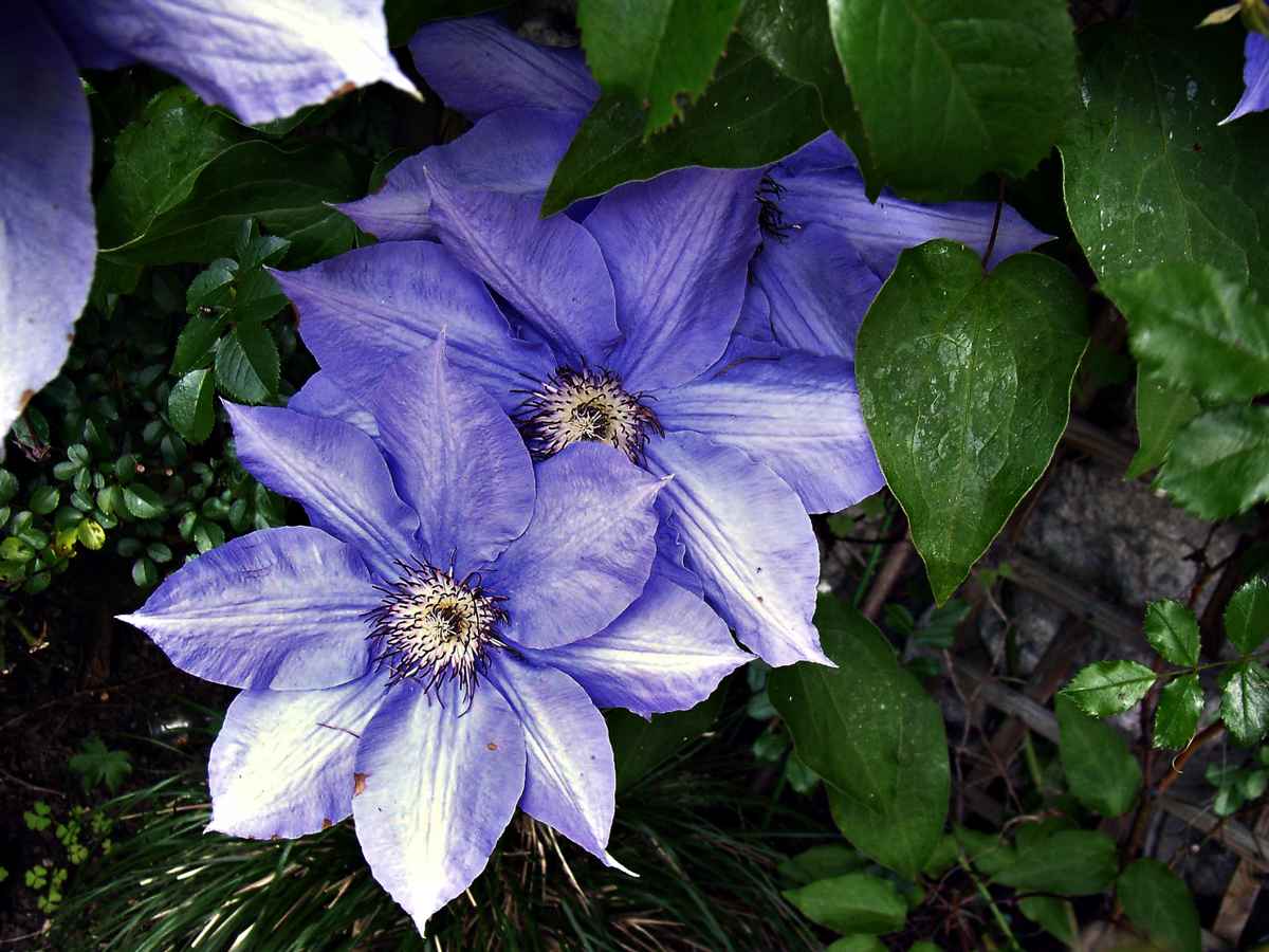 Blaue Clematis
