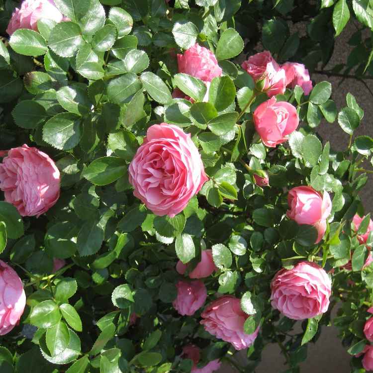 Rosa Rosen