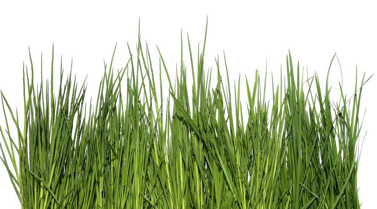 Gras