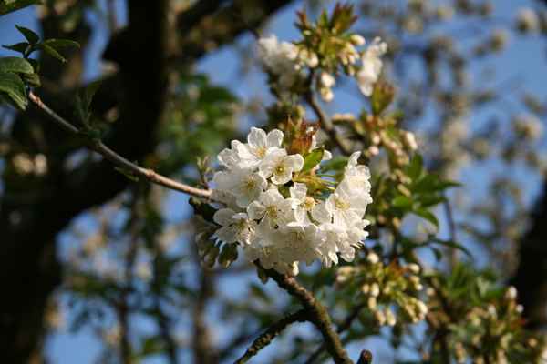 weiße Blumen
