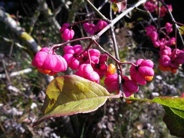 Pfaffenhütchen = Euonymus europaea