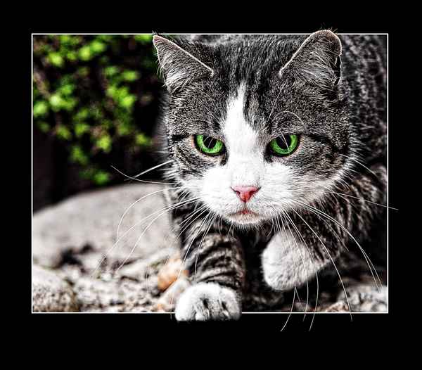 schleichender kater