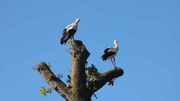 Weißstörche. Jetzt ist er da!