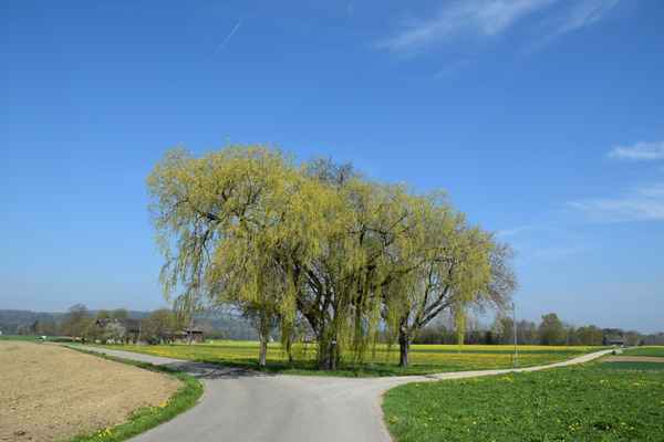 Unterwegs auf der Via Rhinana