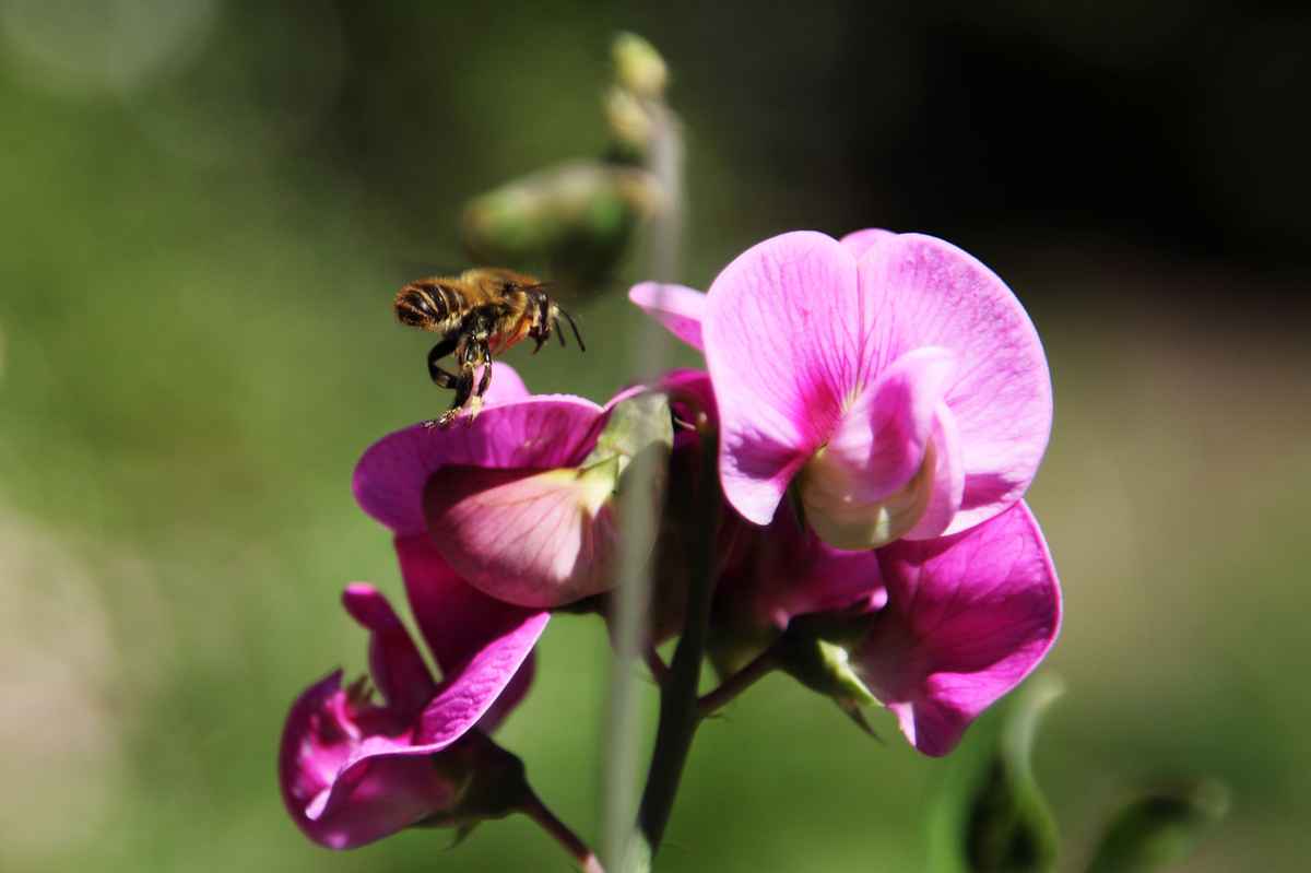 Biene an einer Wickenblüte