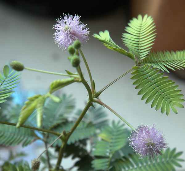 Lösung Botanikrätsel: Mimosa Pudica