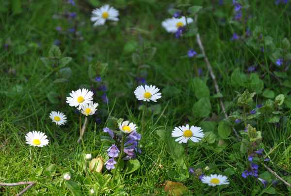 Gänseblümchen im Sonnenlicht