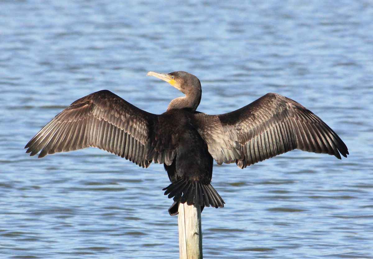 Kormoran