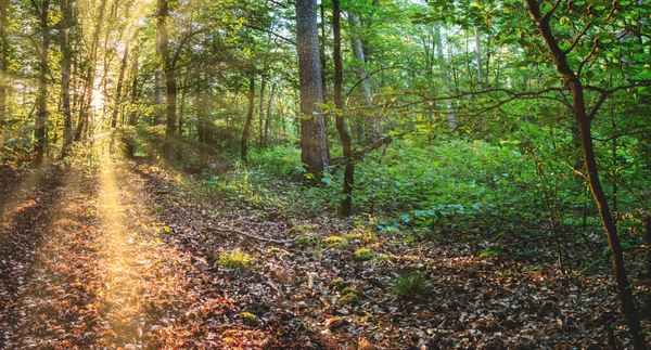 Waldpanorama