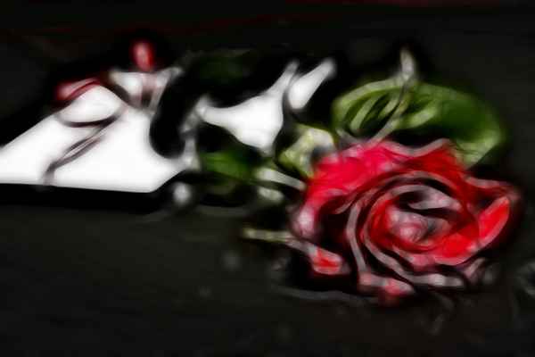 eine rote rose