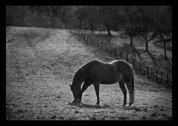 Pferd in sw