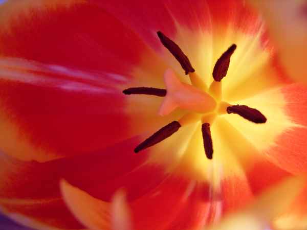 Innenleben einer Tulpe