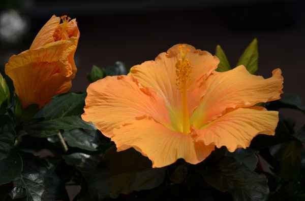 hibiskus,orange