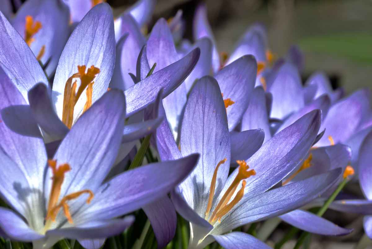 HDR Krokus