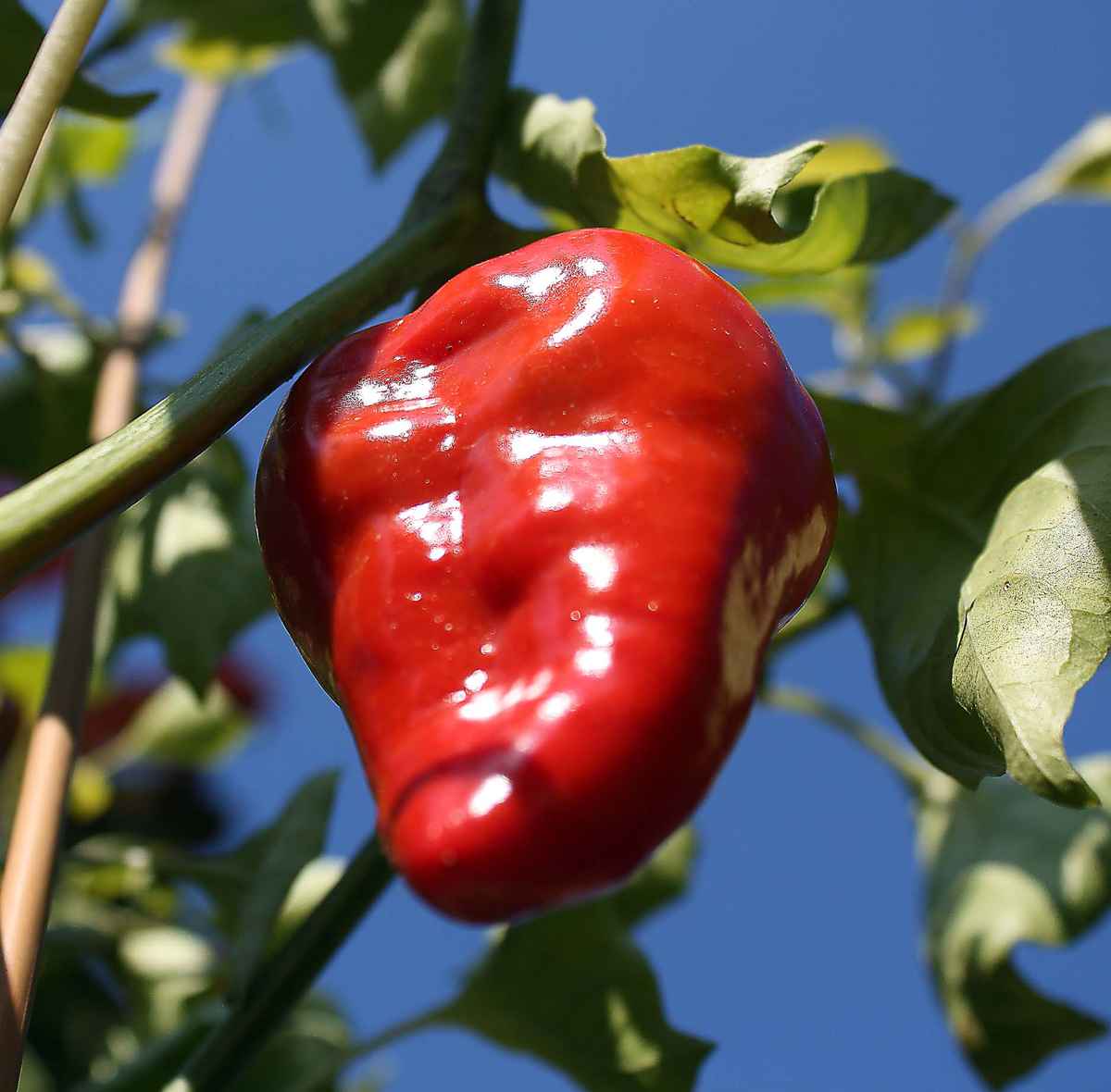 Sommer pur - eine Chilischote