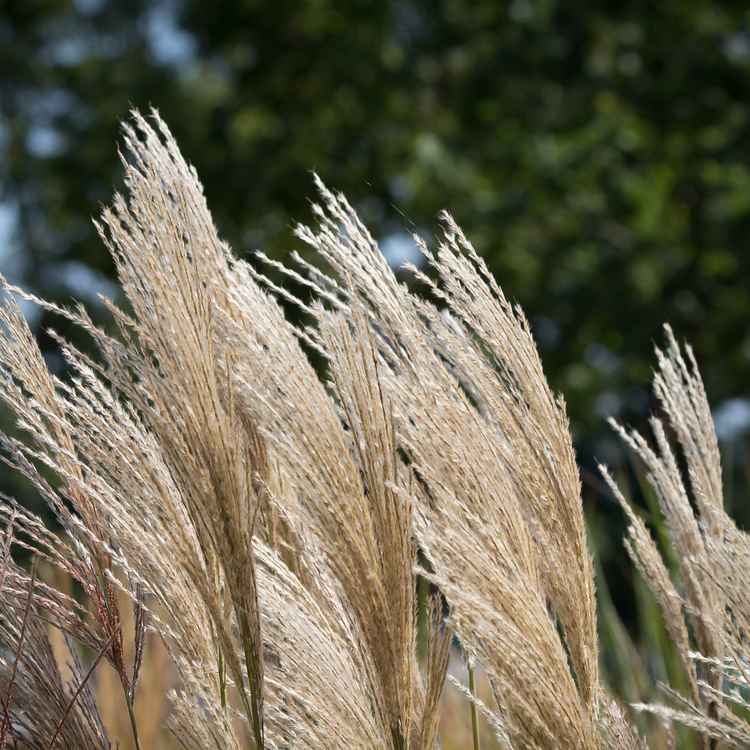 BuGa Gelände Koblenz