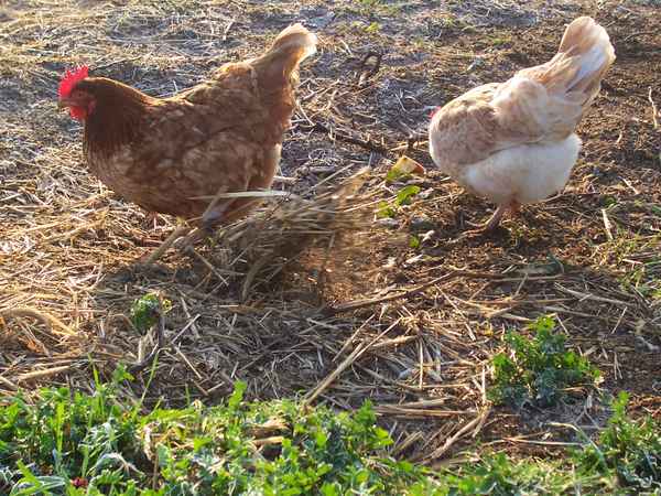 Schaun wir mal, wo der Wurm steckt?