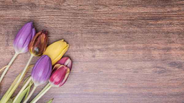  Tulpen