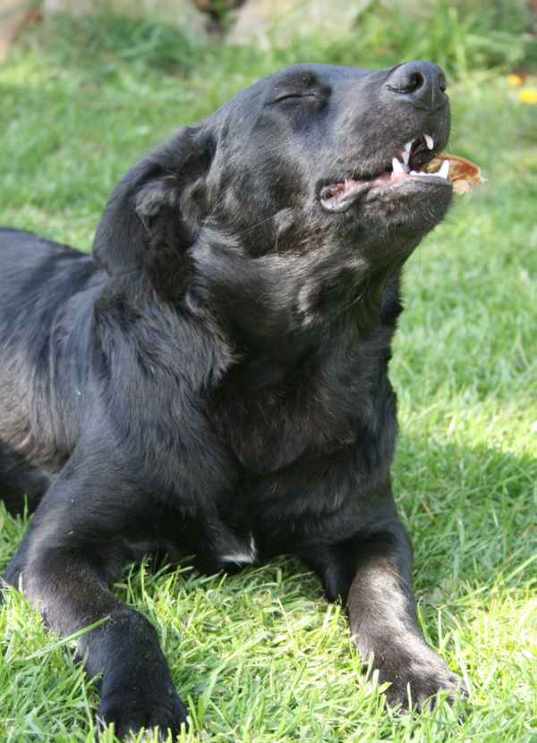 Ach, so ein Schweineohr ...