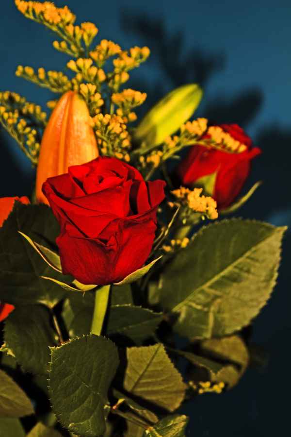 die rose