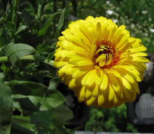 Sommer-Sonnengelb