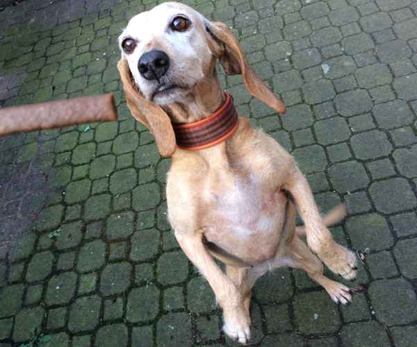 Hund wartet auf Leckerli