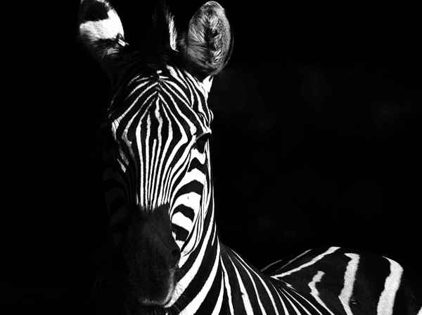 Zebrastreifen