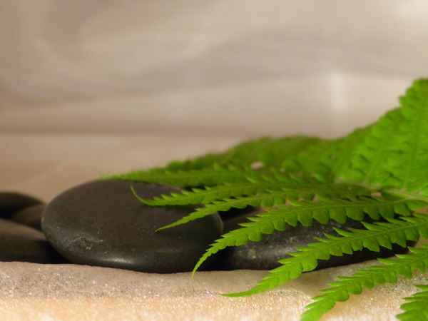 Wellness 4