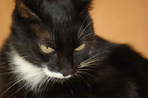 Katze