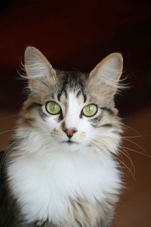 Katzenportrait
