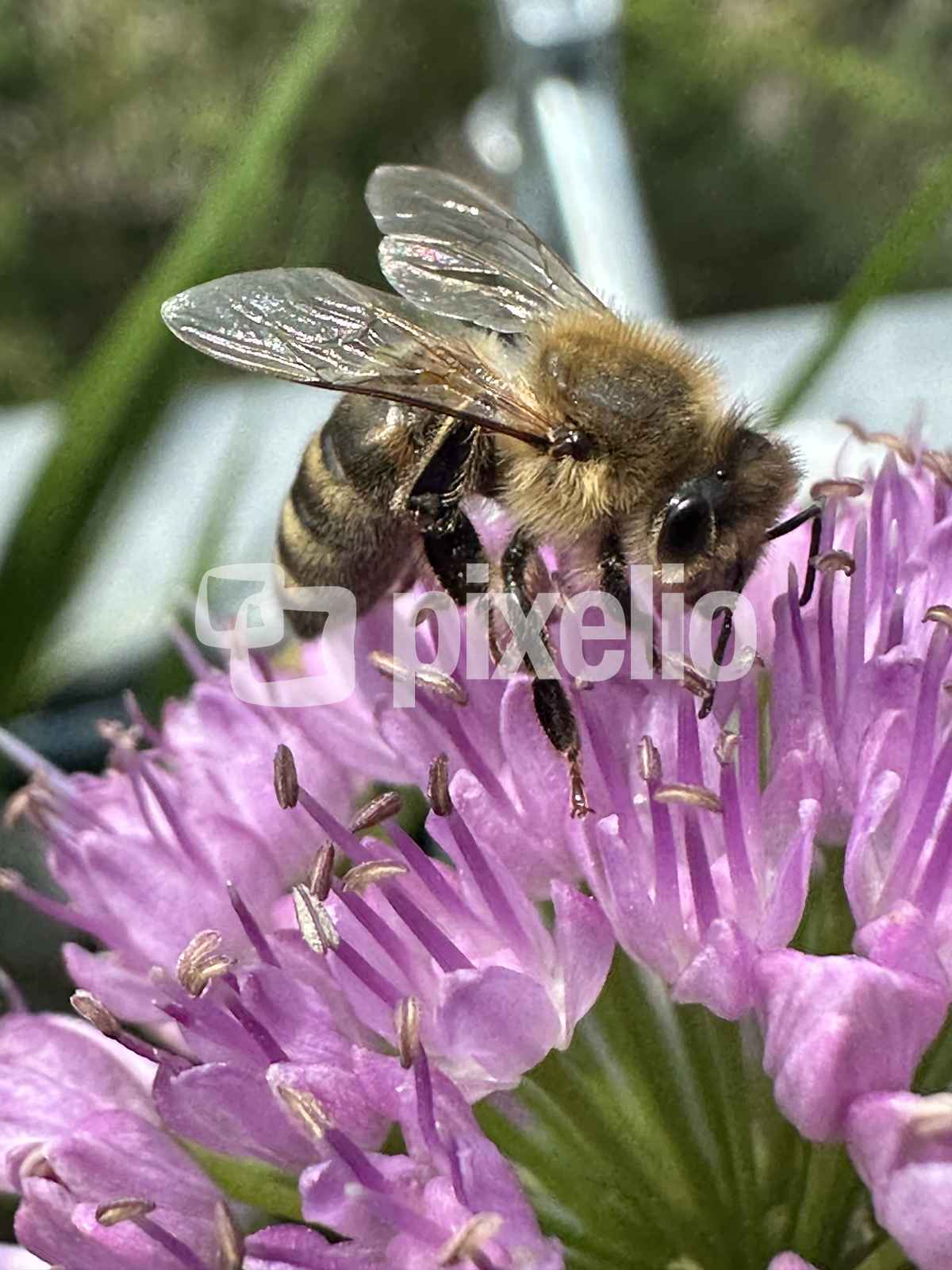 Eine Biene bei der Arbeit