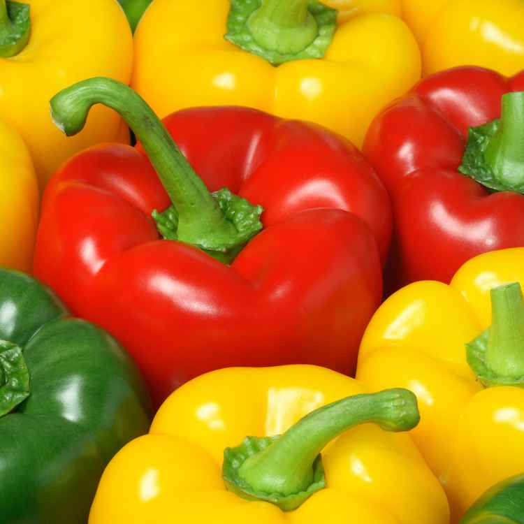 Paprika