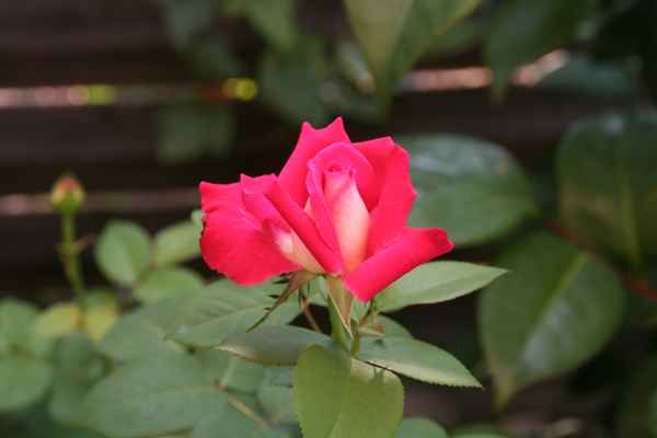 Die Blume der Liebe 1