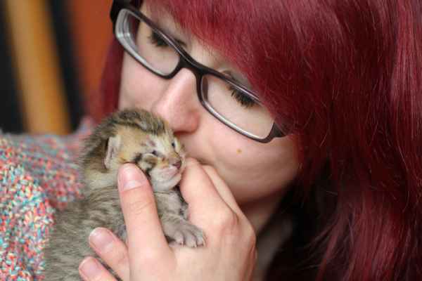 Katzenliebe 2