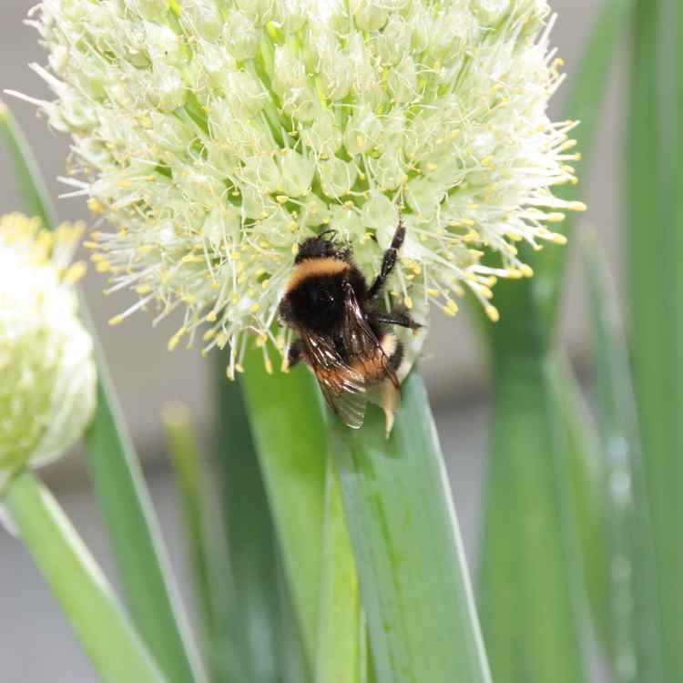 Hummel
