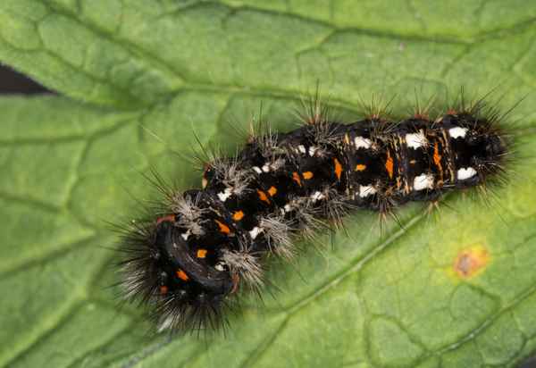 Junge Raupe der Ampfer-Rindeneule - 4