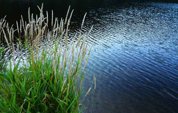 Gräser am abendlichen Mummelsee
