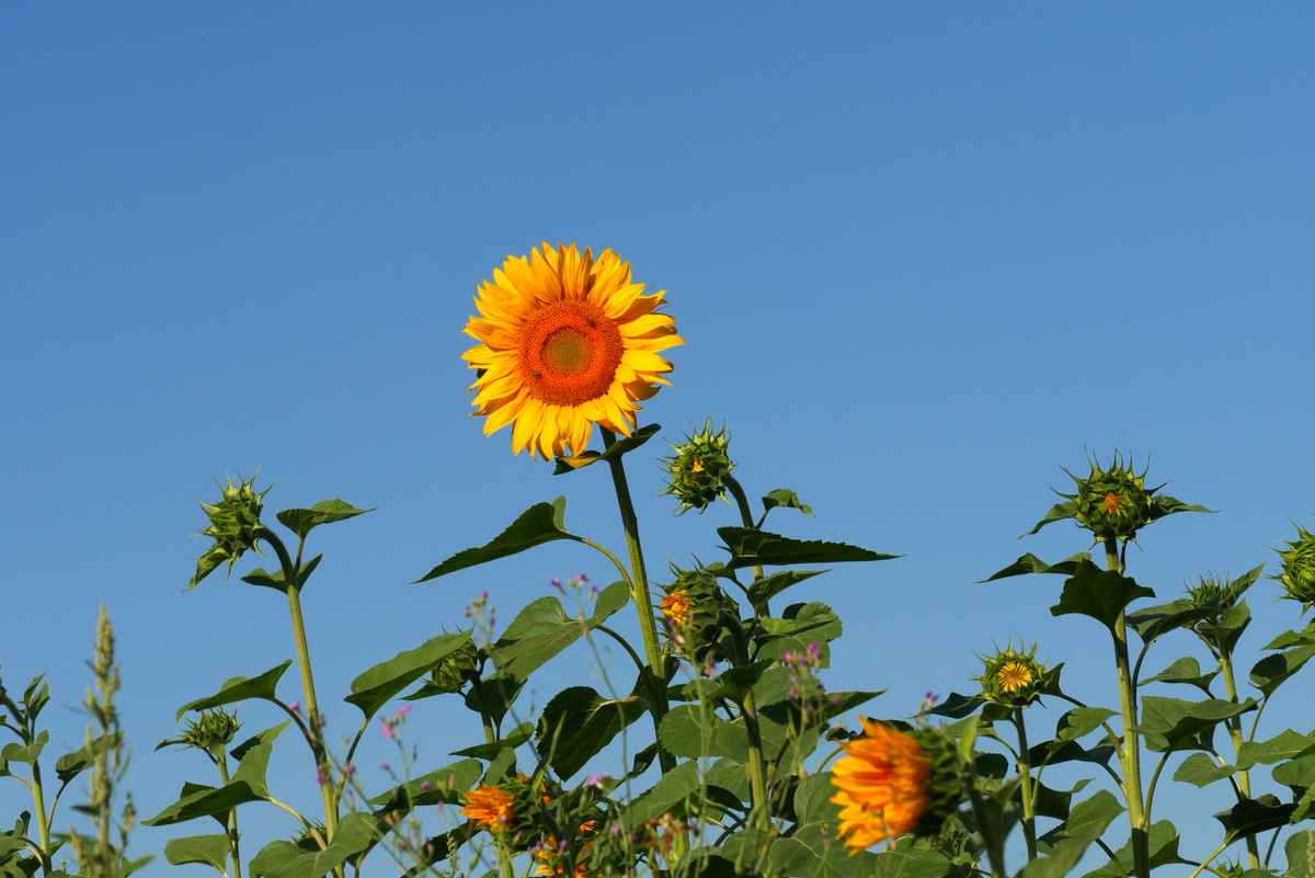 Sonnenblumen