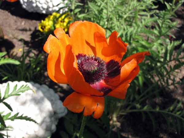 Mohnblume im Garten