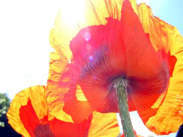 Die Blumen in Nachbars Garten