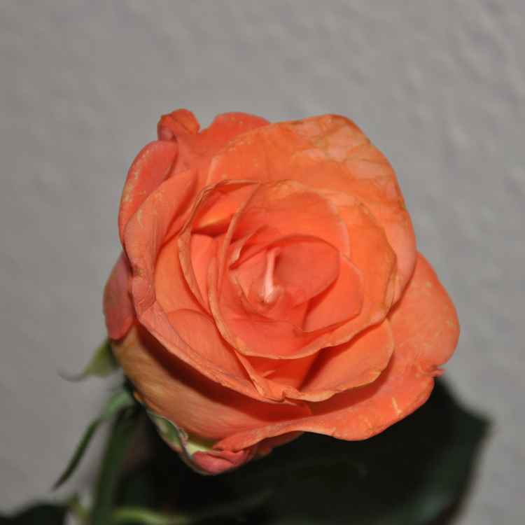 reife Rose 1