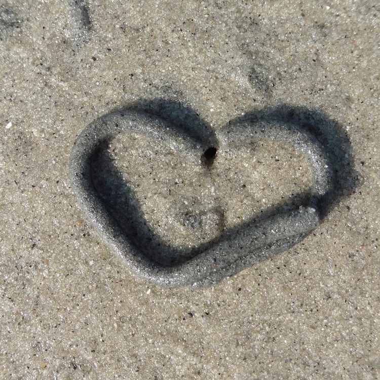 Ein Herz für Wattwürmer