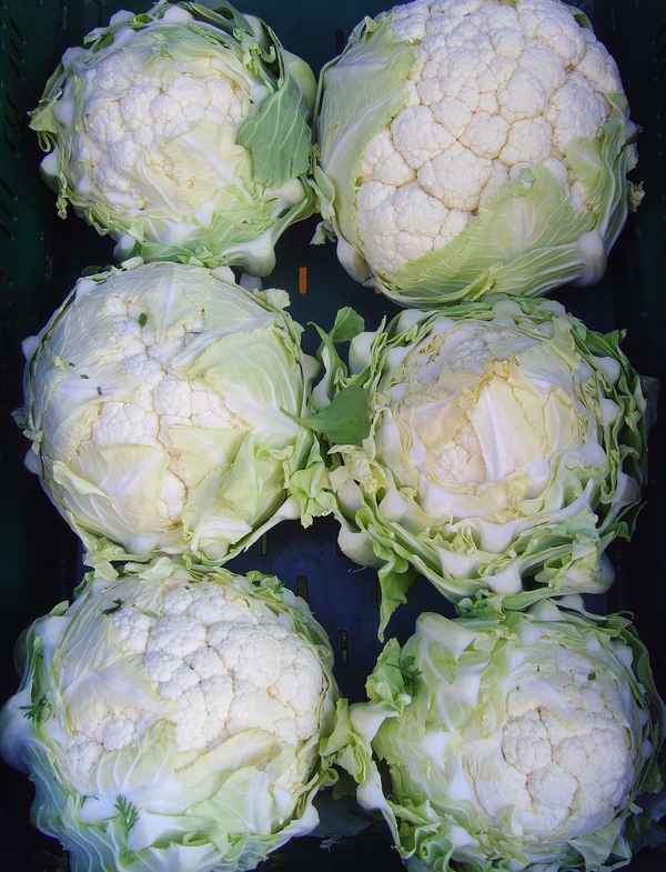 Geputzter Blumenkohl