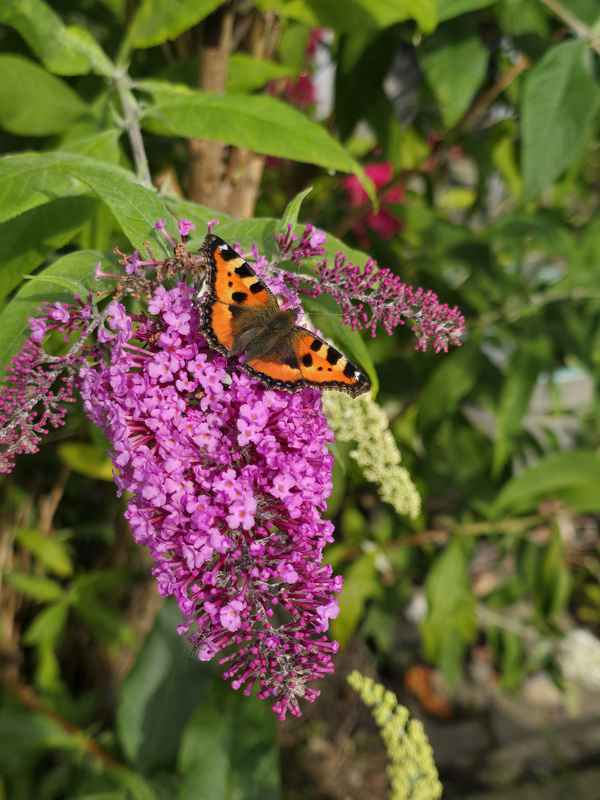 Schmetterling auf Flieder