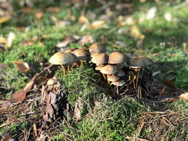 Pilze im Wald / Foto: Alexander Hauk