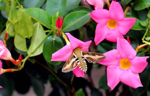 Ein bunter Schwärmer 01
