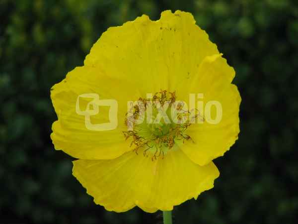 Gelbe Anemone